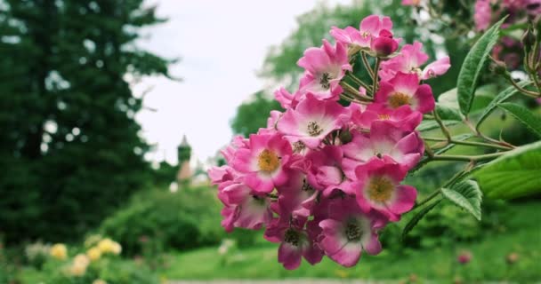 Almanya Nın Nsel Mainau Adasındaki Botanik Bahçesinde Çiçek Açan Pembe — Stok video