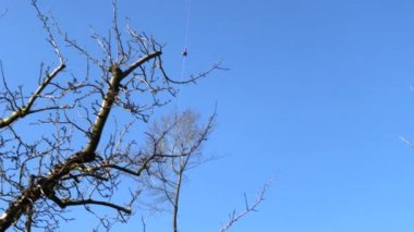 Havada helikopterle taşınan kurumuş bir ağaç.