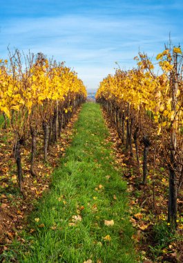 Fransa 'nın Alsace şehrinin üzüm bağları, üzüm bağları ve sonbahar yapraklarıyla dolu.
