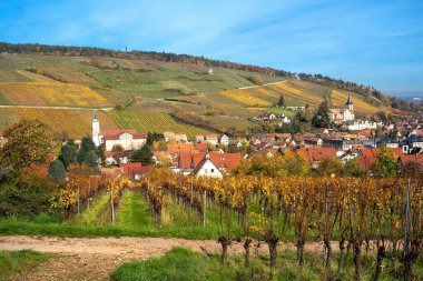 Arka planda Barr, Alsace ve tepeleri olan bir üzüm bağının manzarası.