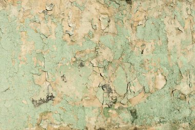 Parçalanmış Soyulmuş Soluk Renkli Doku Arkaplanı. Eski Şehir Çatlak Boyalı Yeşil Yüzey. Sıkıntılı Alçı Duvar Pürüzlü Arkaplan.