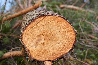 Ahşap tahıl günlüğü