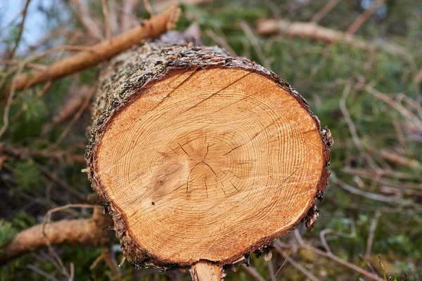 Ahşap tahıl günlüğü