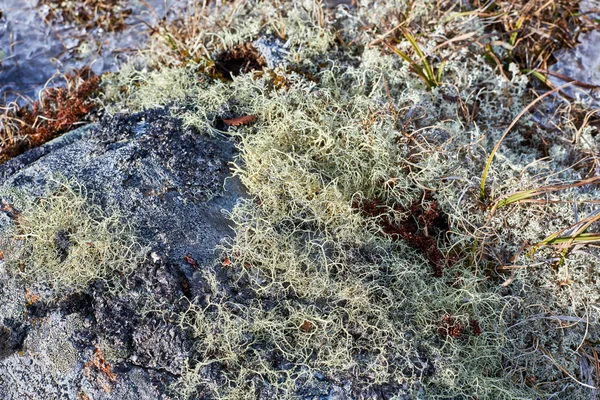 Cladonia Rangiferina (τάρανδος λειχήνα) — Φωτογραφία Αρχείου