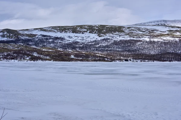 Taube im Winter, Norwegen — Stockfoto