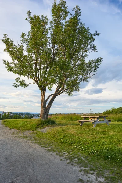 Bir ağacın altında.