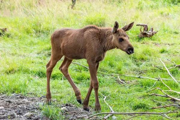 Ormanda yürüyüş elk buzağı (Cervus canadensis).