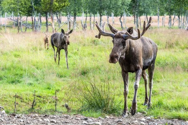 Elk aile A uzun yürüyüş (Cervus canadensis)