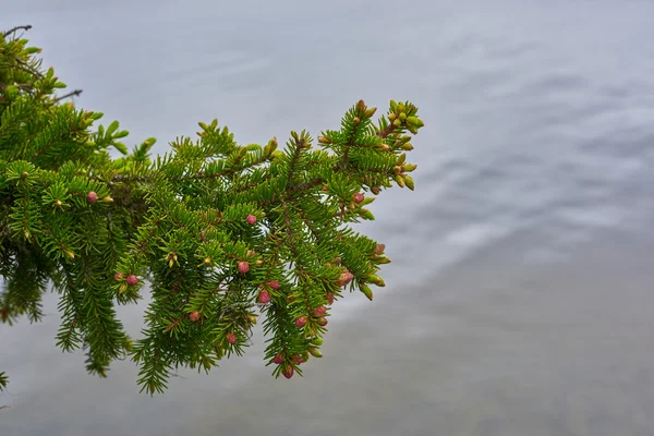 Branch Spruce jovem verde — Fotografia de Stock