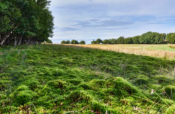 Yeşil yosun alan. Moss üzerinde odaklanmak.