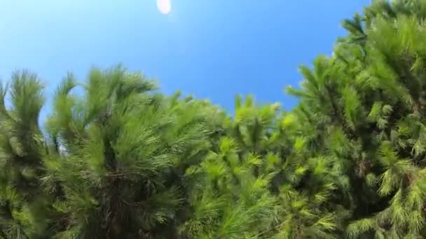 Ramo Pinheiros Verde Fundo Azul Céu Árvore Perene Paisagem Céu — Vídeo de Stock