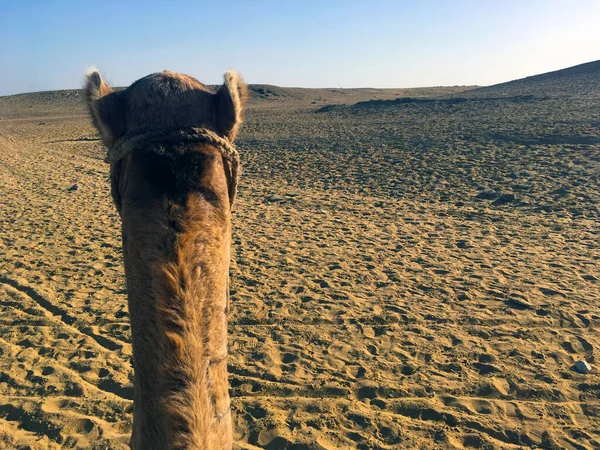 Tatlı pov görünümlü deve. Afrika 'da devenin üzerinde turist bakış açısı. Sahra 'da güzel bir turizm. Geleneksel dromedary kumda yürüyor