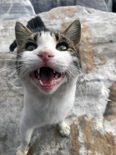 Komik sokak kedisi. Açık hava kedisi suratı. Evcil hayvan sevimli sokak köpeği. Çizgi roman kedisi hayvan. Küçük kedi gözleri 