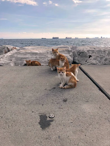 Kızıl Saçlı Kedi Ailesi Rock Plajı. Taş plajdaki İstanbul kedisi. Hindi kediler taştan kumsalda yürüyor. Çizgili evsiz hayvan. Güzel kediler hindi kumsalında