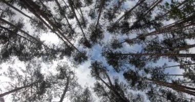 Çam ağaçları orman manzaralı. Kozalaklı ağaçlar. Doğa güzel rahatla