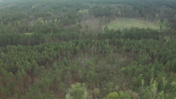 Krajobraz lasu lotniczego. Poranna łąka łąka łąkowa — Wideo stockowe