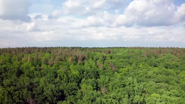 Boslandschap vanuit de lucht. Drone uitzicht op prachtig bos hout met blauwe lucht — Stockvideo