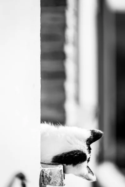 Black White Cat Leaning Out Window — Stock Photo, Image