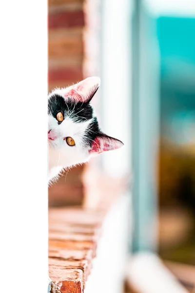 Gato Blanco Negro Con Ojos Amarillos Asomados Por Ventana — Foto de Stock