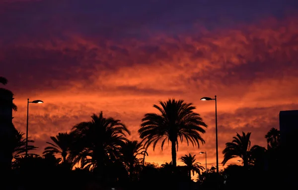 Pôr Sol Vermelho Violeta Silhueta Palmeiras — Fotografia de Stock