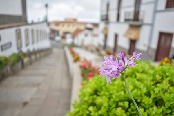 Paisaje Con Famosa Calle Paseo Canarias Firgas Gran Canaria Islas — Foto de Stock