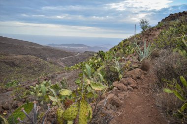 Volkanik taş ve kırmızı toprak yolu, Gran Canaria 'daki kaktüs ve aloe vera bitkileriyle çevrili..