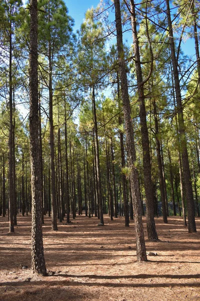 Floresta Cheia Árvores Altas Fotografadas Pôr Sol — Fotografia de Stock