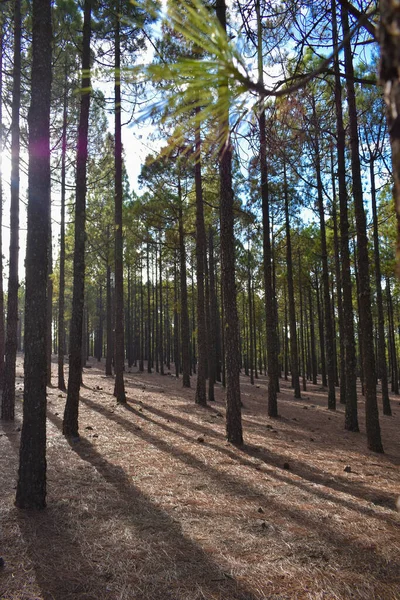 Floresta Cheia Árvores Altas Fotografadas Pôr Sol — Fotografia de Stock