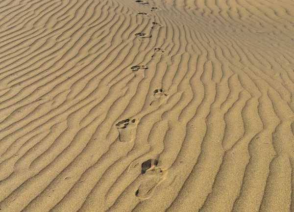 沙漠沙丘上的脚印 — 图库照片