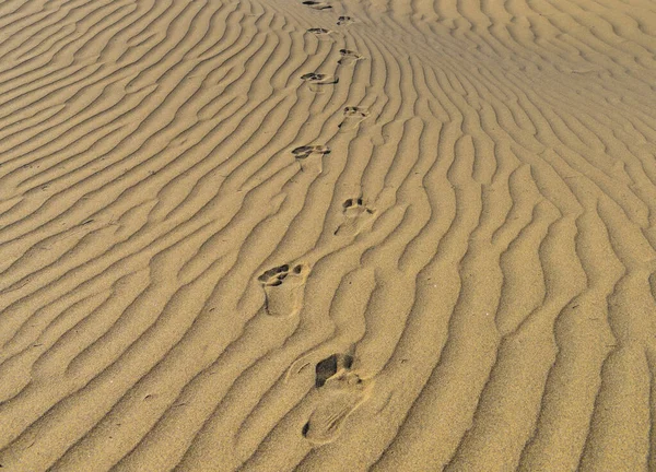 Huellas Las Dunas Del Desierto — Foto de Stock