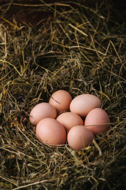 Yuvada tavuk yumurtası. Paskalya, bahar veya ekolojik gıda konsepti.