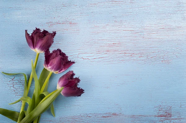 Tulipany na niebieski czerwony drewno tło — Zdjęcie stockowe