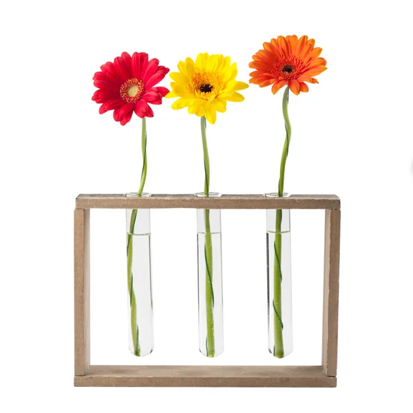 Daisy flowers in test tubes — Stock Photo, Image