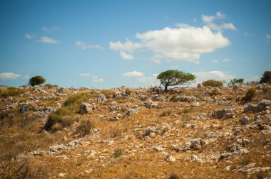 Kayalık tepe tarafında zeytin ağaçları