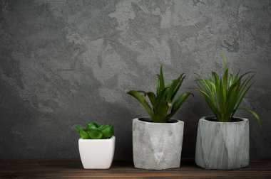 Succulents beton tencere