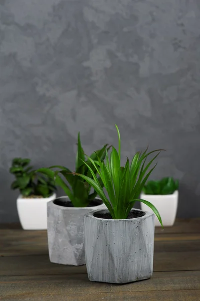 Succulents beton tencere