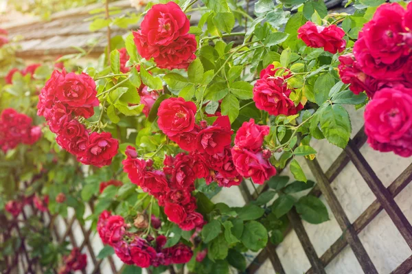 Rosas vermelhas subindo na cerca de madeira — Fotografia de Stock