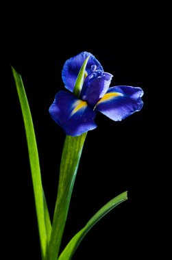 siyah zemin üzerine mavi iris