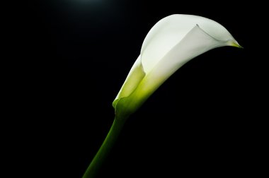 calla Lily üzerine siyah izole 