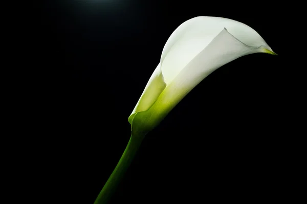 Calla lilly isolato su nero — Foto Stock