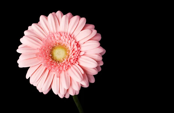 Pink gerbera daisy on black — Stock Photo, Image
