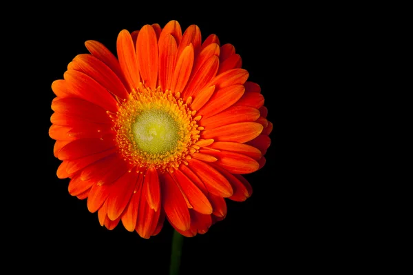 Orange gerbera daisy on black — Stock Photo, Image