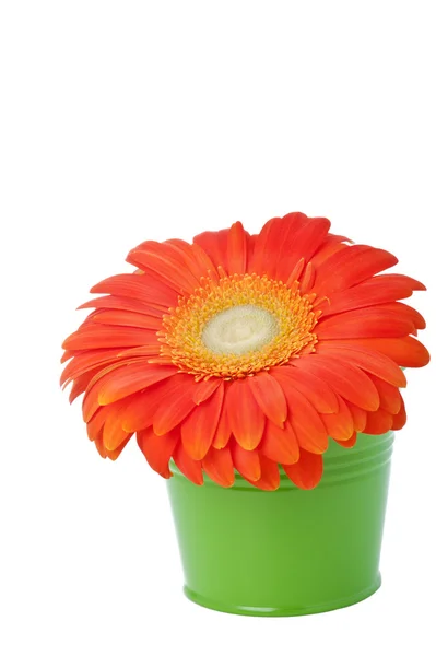 Orange gerbera daisy flower in green bucket — Stock Photo, Image