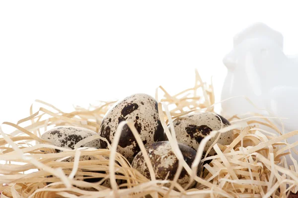 Quail eggs and china hen — Stock Photo, Image