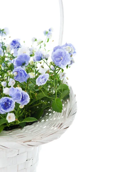 Bouquet of blue spring flowers in white basket — Stock Photo, Image