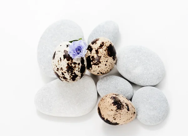 Set with stones and quail eggs — Stock Photo, Image