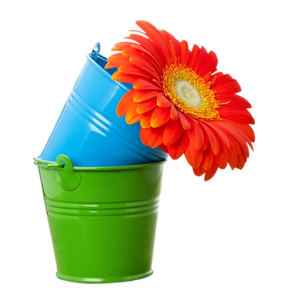 Orange gerbera daisy flower and multicolor buckets — Stock Photo, Image