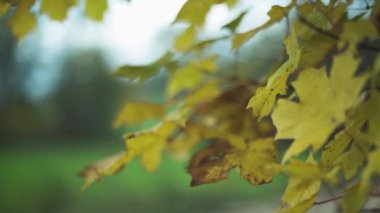 Akçaağaç sarısı yapraklar sonbaharda odaklanır ve dışarı çıkar