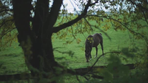 Koń Trawę Drzewem Żółte Liście — Wideo stockowe