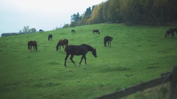 Konie Jedzą Trawę Jeden Koń Odchodzi — Wideo stockowe
